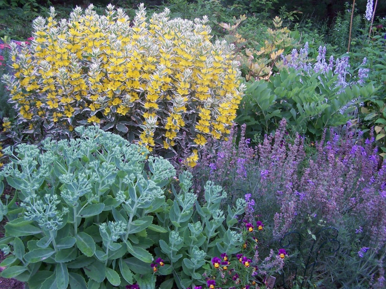 Вербейник эфемерный