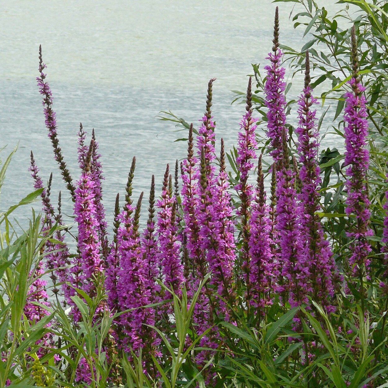 Дербенник иволистный (Lythrum salicaria)