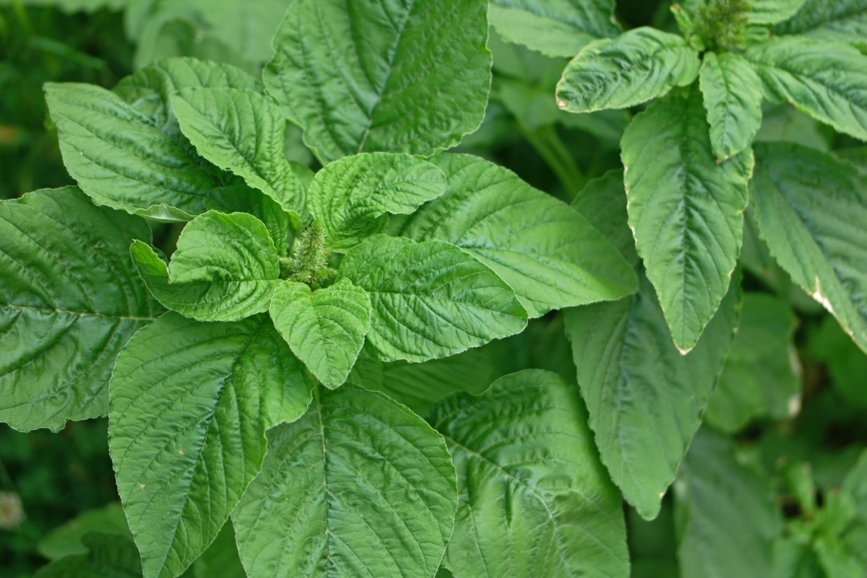 Щирица обыкновенная