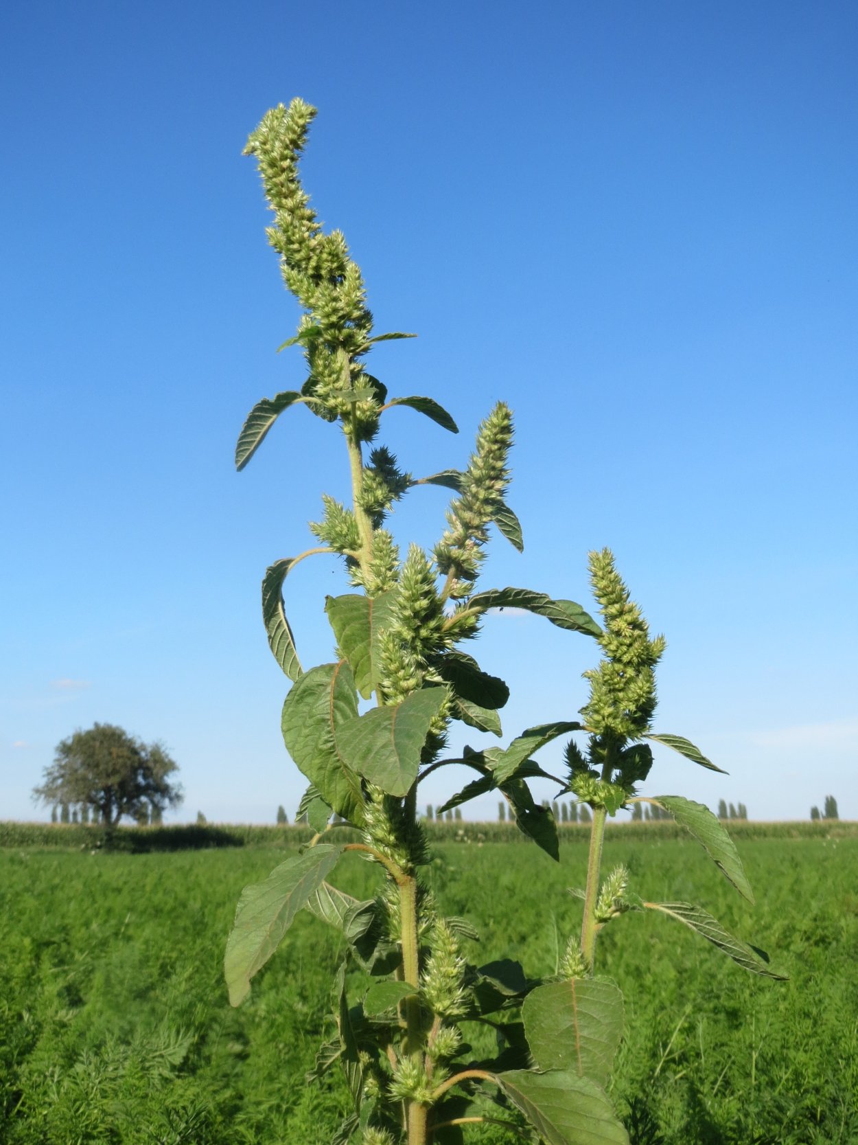 Щирица запрокинутая Amaranthus retroflexus