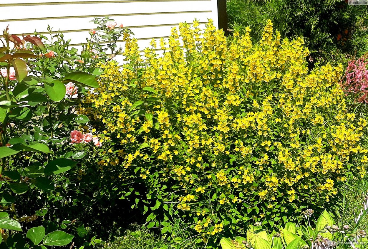 Вербейник Лизимахия