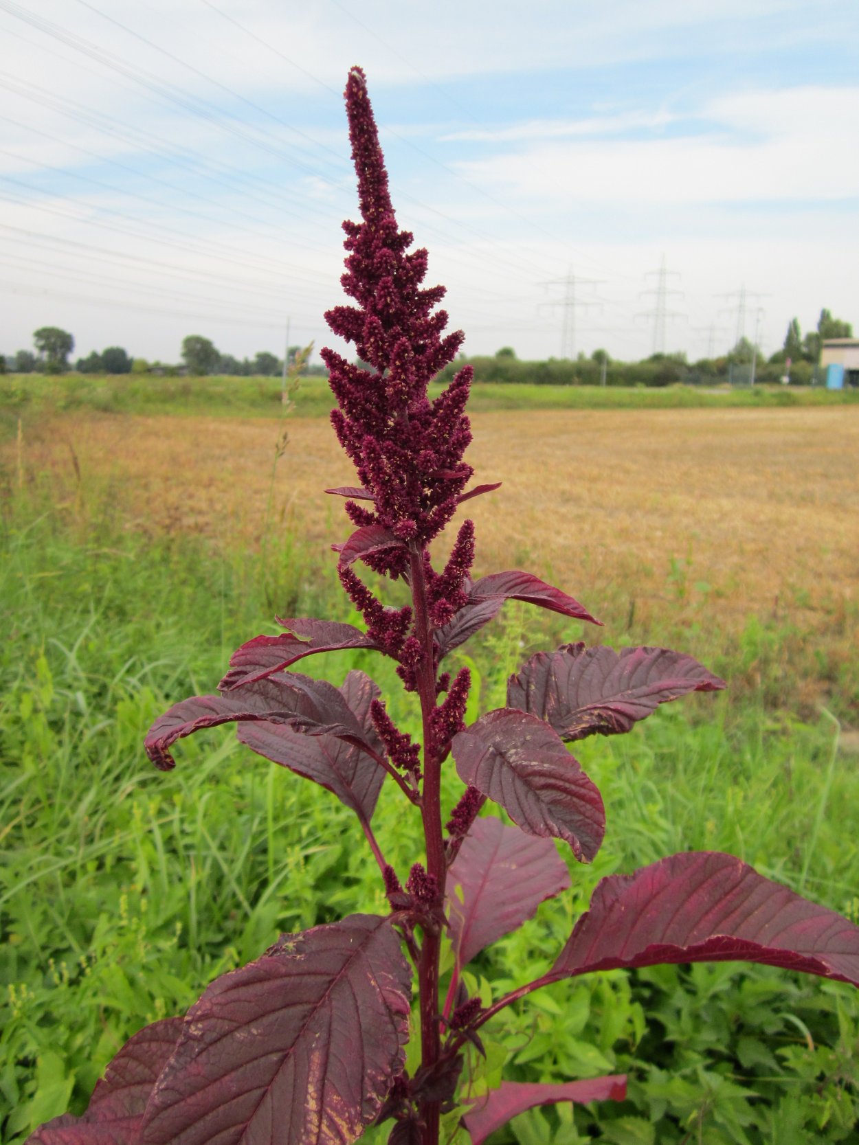 Amaranthus cruentus Амарант