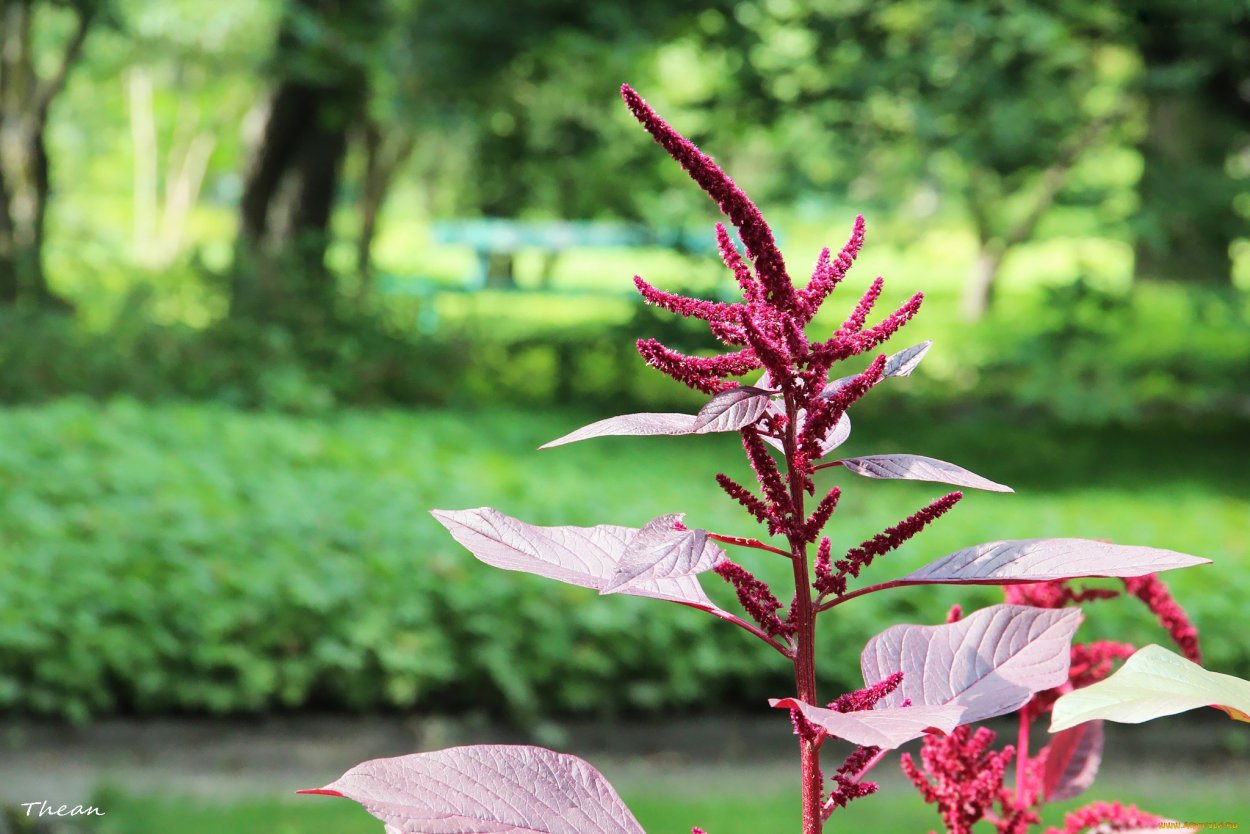 Амарант метельчатый