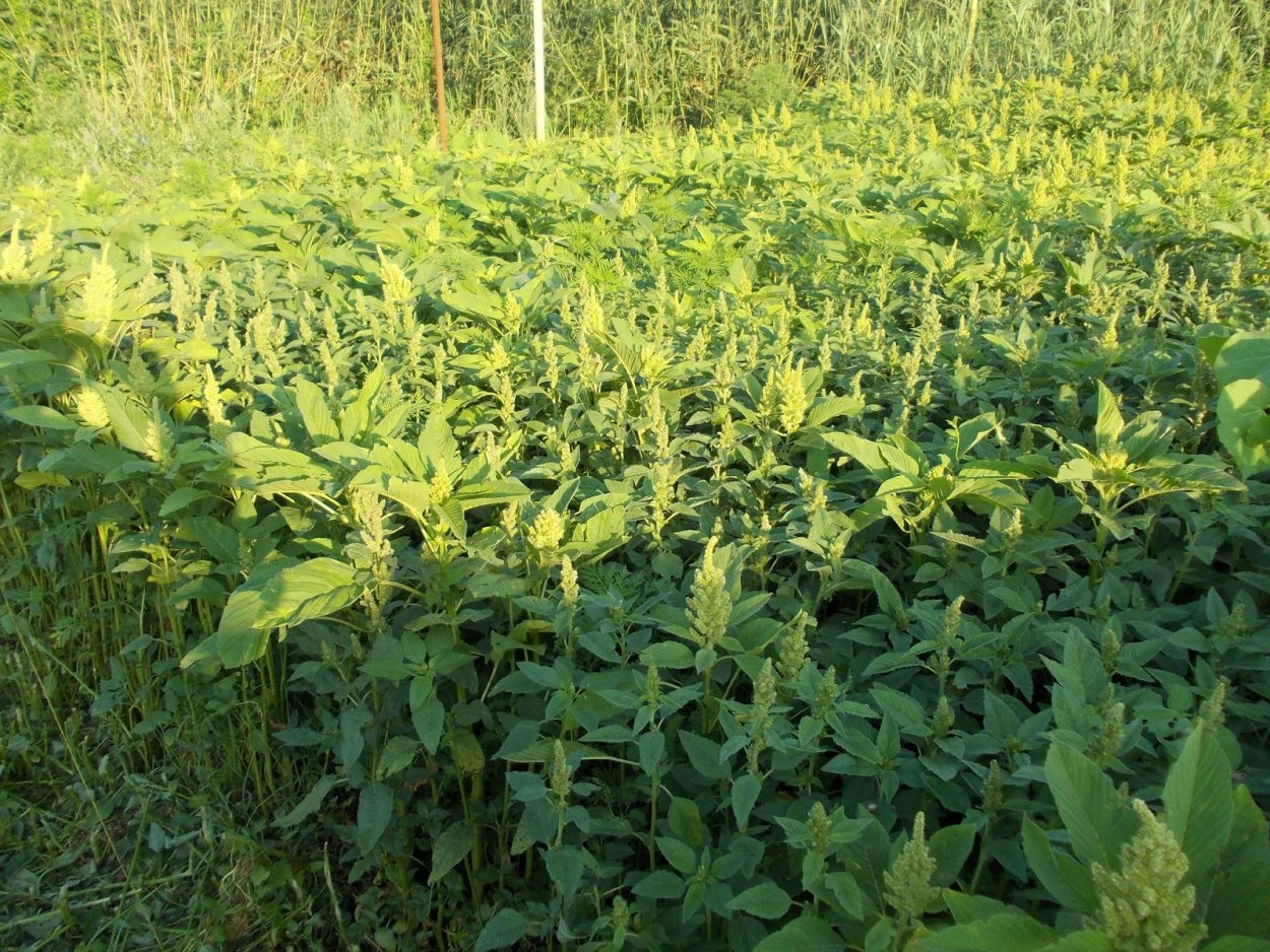 Амарант Колосистый (Amaranthus retroflexus l.)