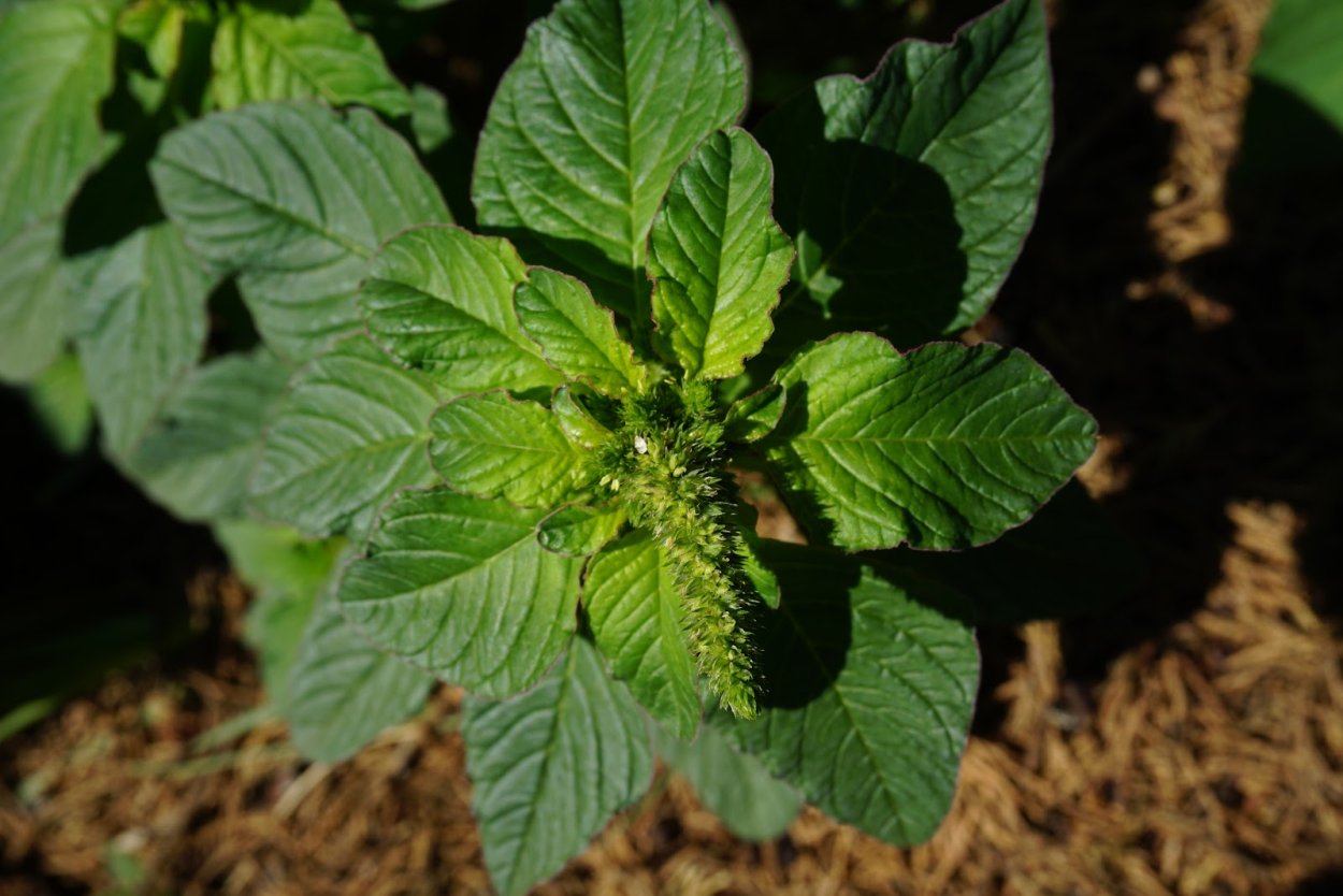 Щирица запрокинутая