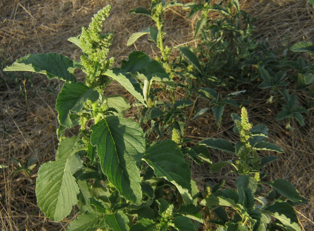 Амарант запрокинутый (Amaranthus retroflexus l.)