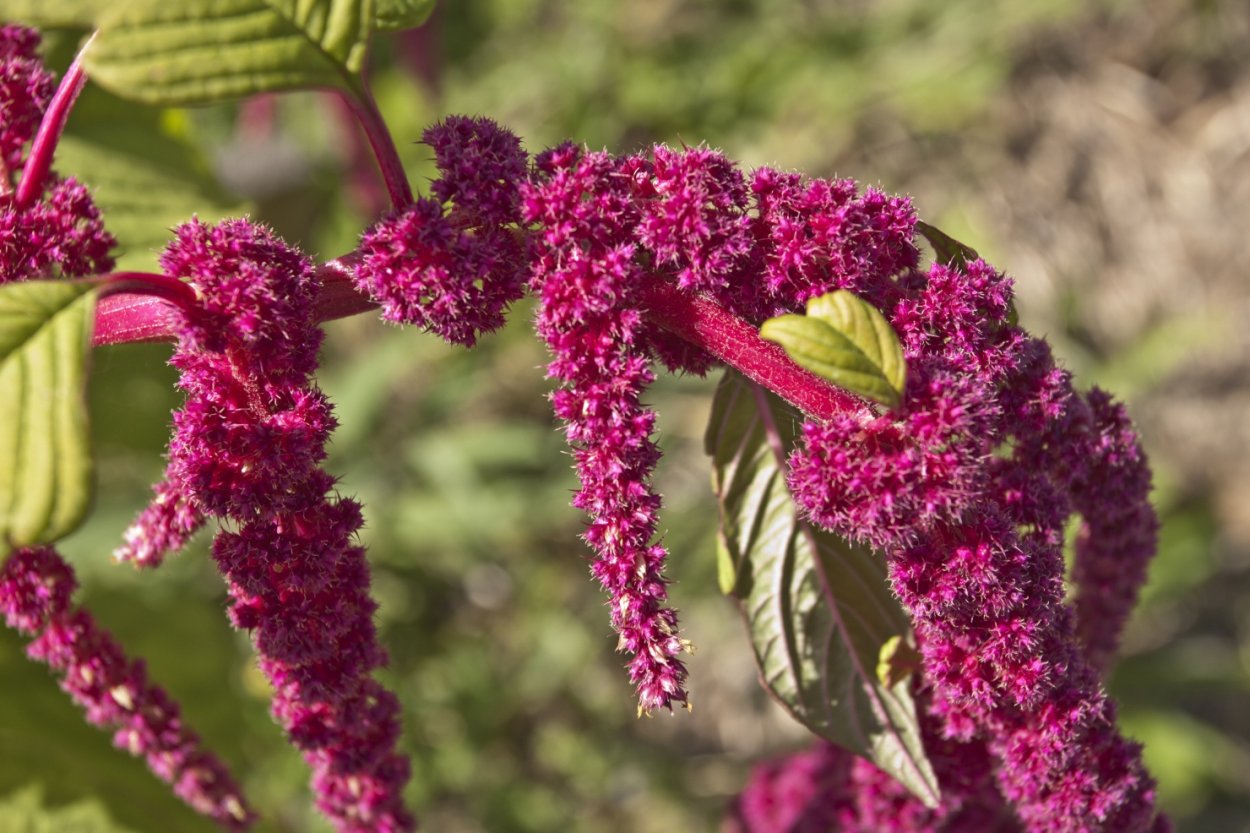 Амарант щирица