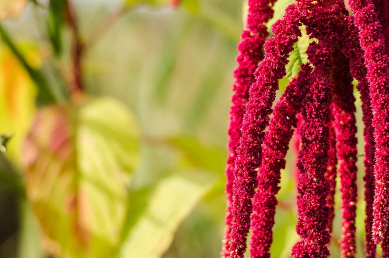 Амарантус цветок садовый