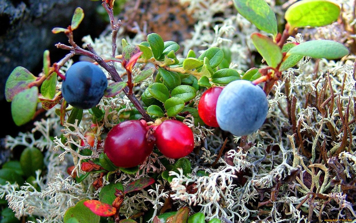 Царская ягода Морошка