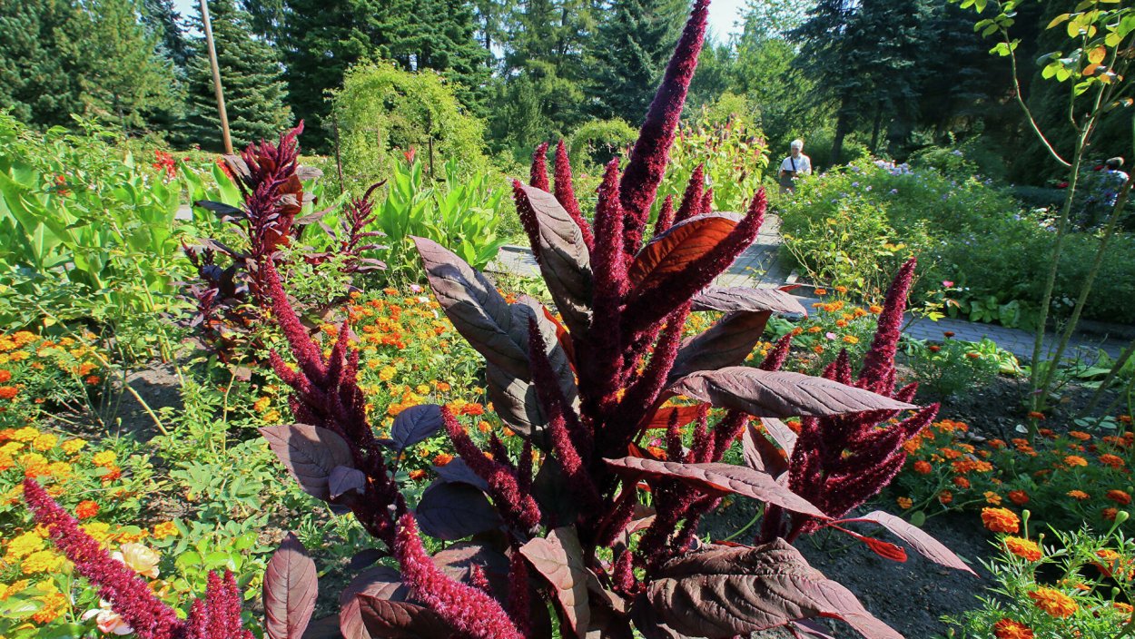 Амарант Мурманск