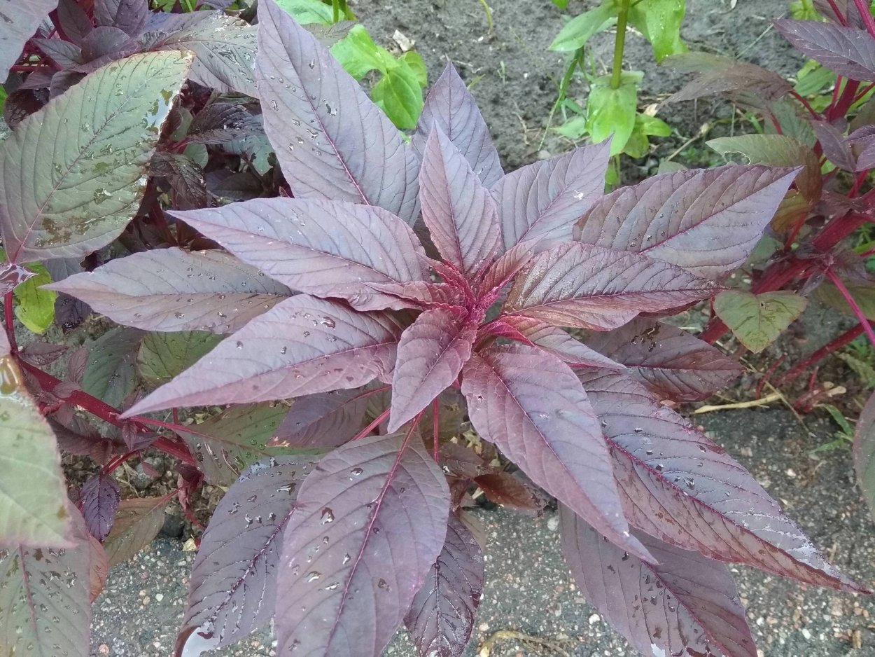 Амарант Воронежский