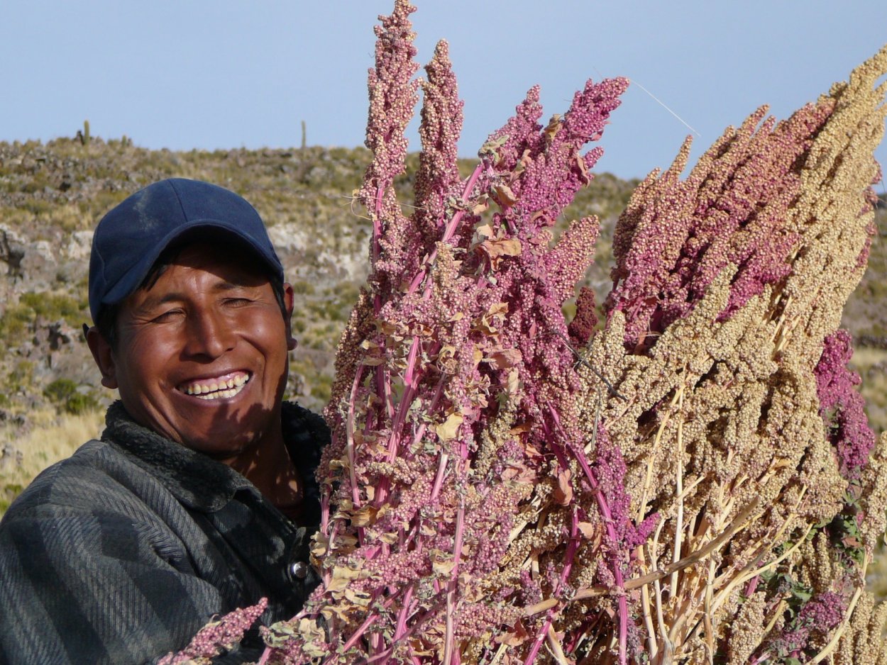 Амаранта фулл