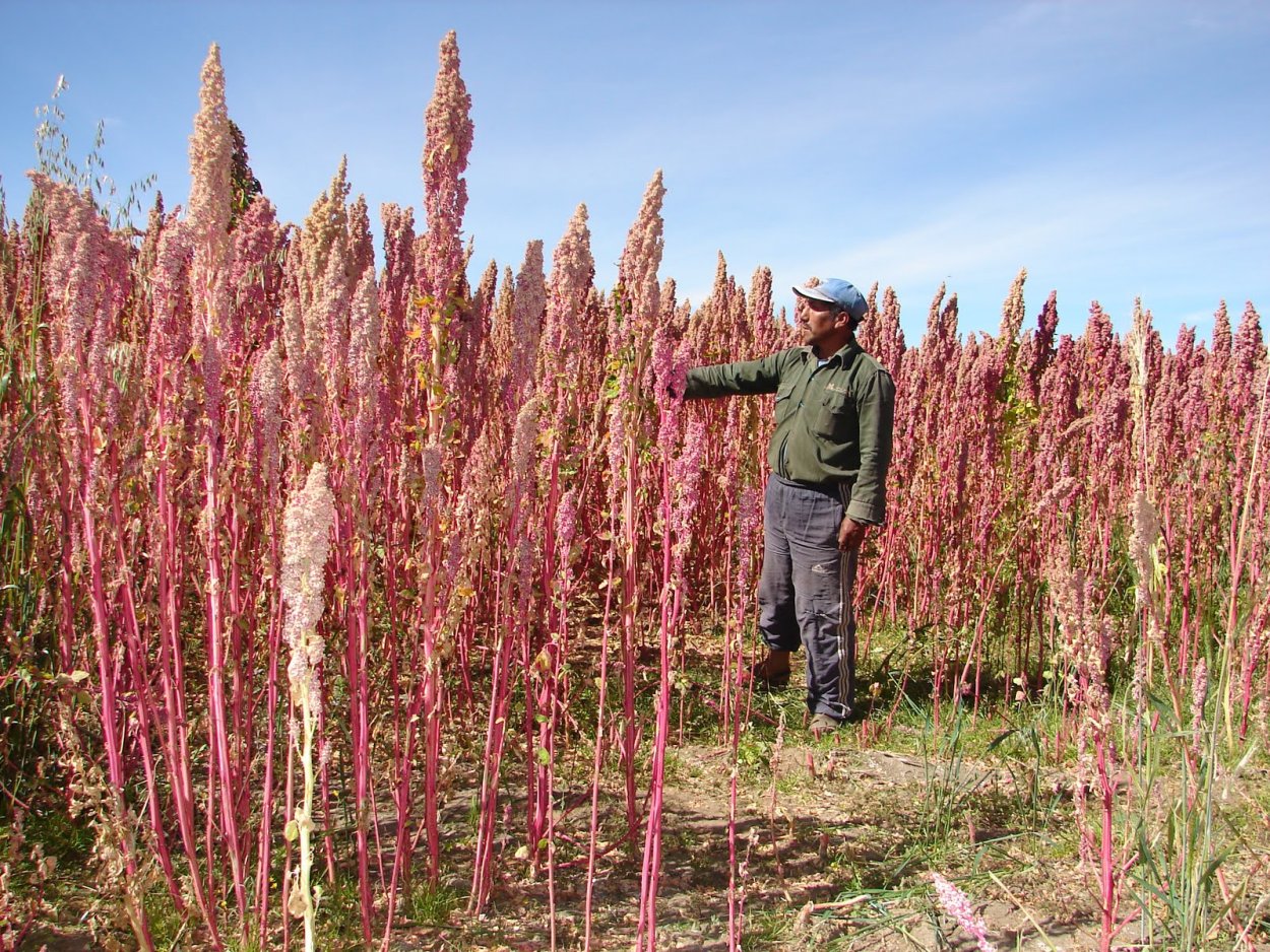 Киноа растение и Амарант