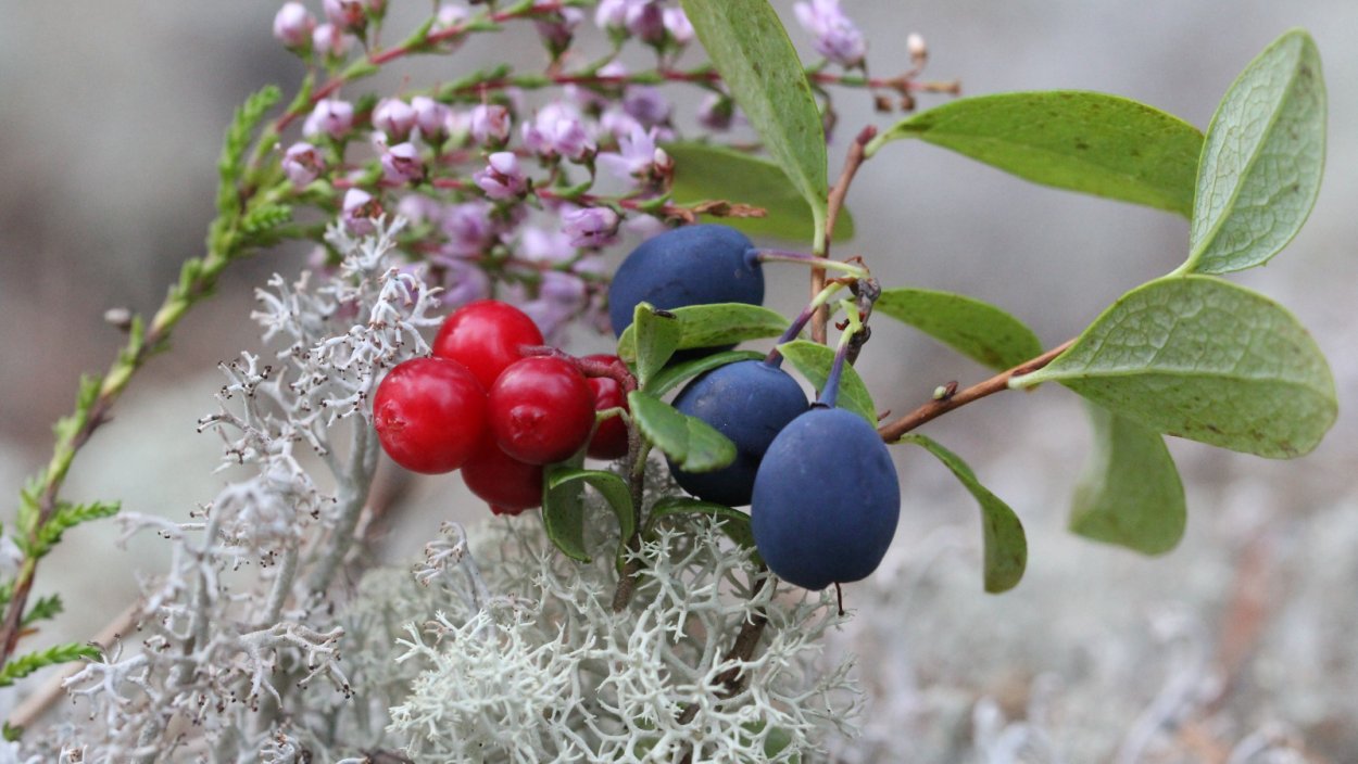 Водяника красная ягода