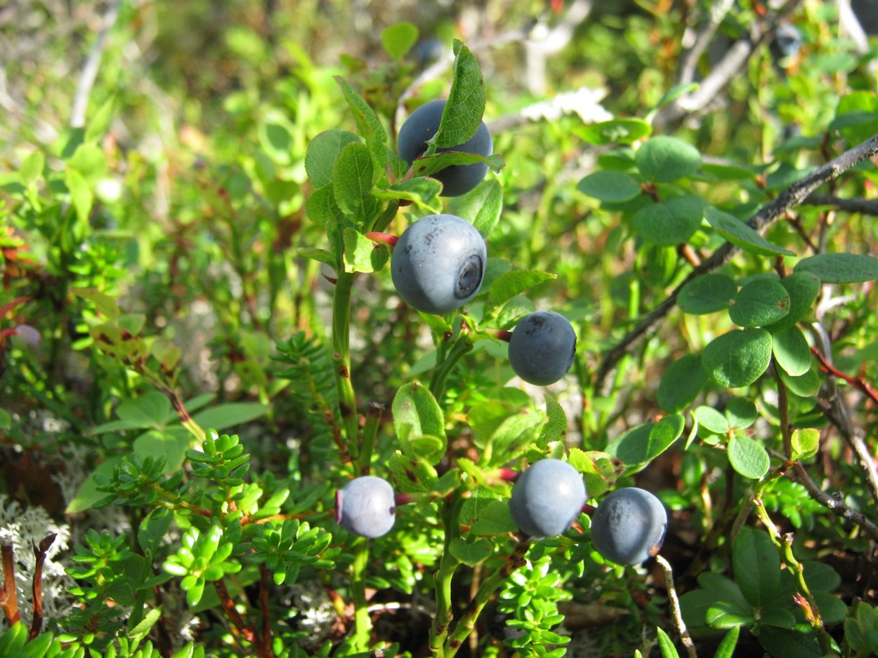 Морошка Болотная