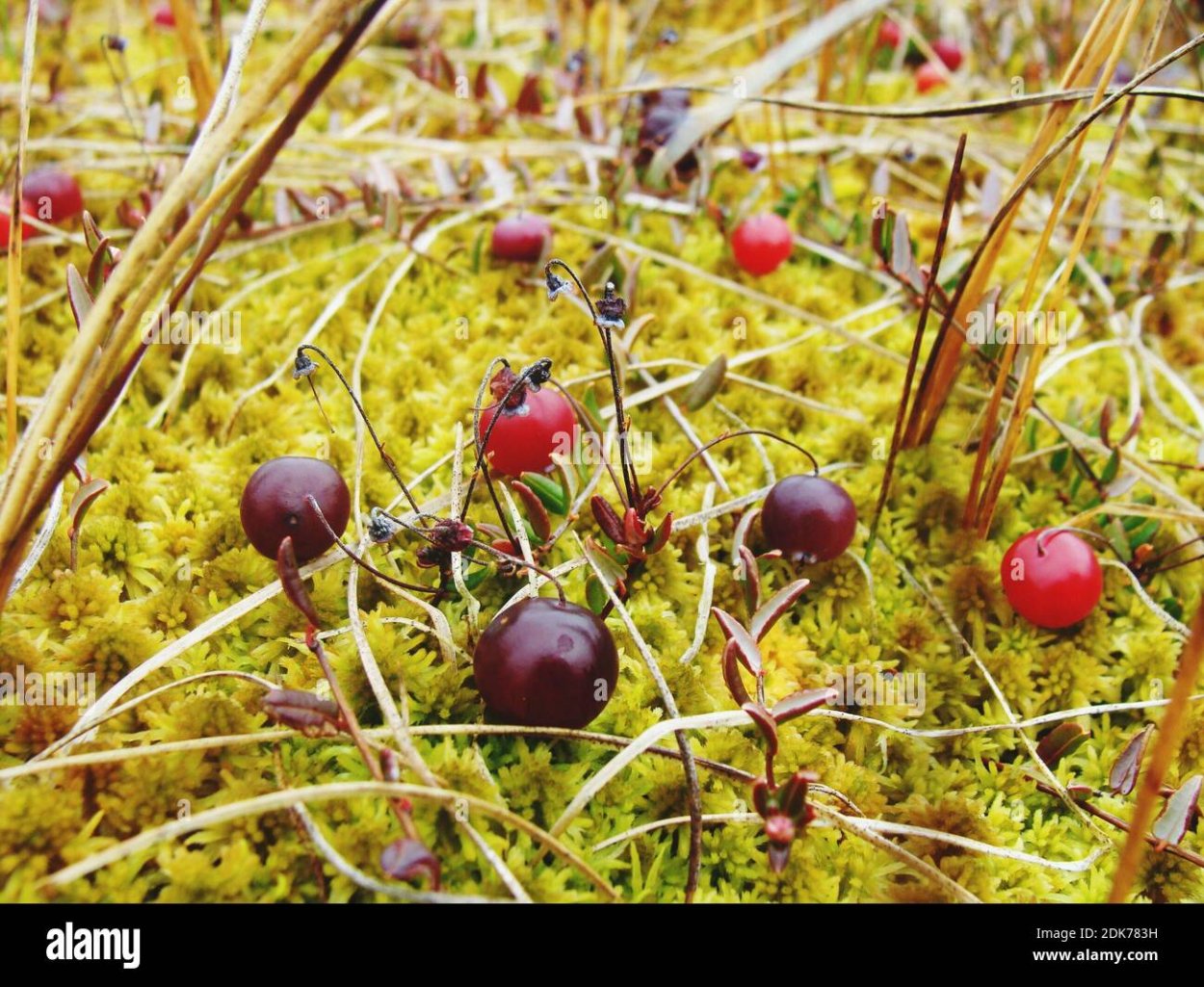 Северная ягода Морошка