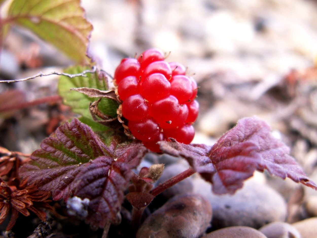 Морошка ягода в тундре