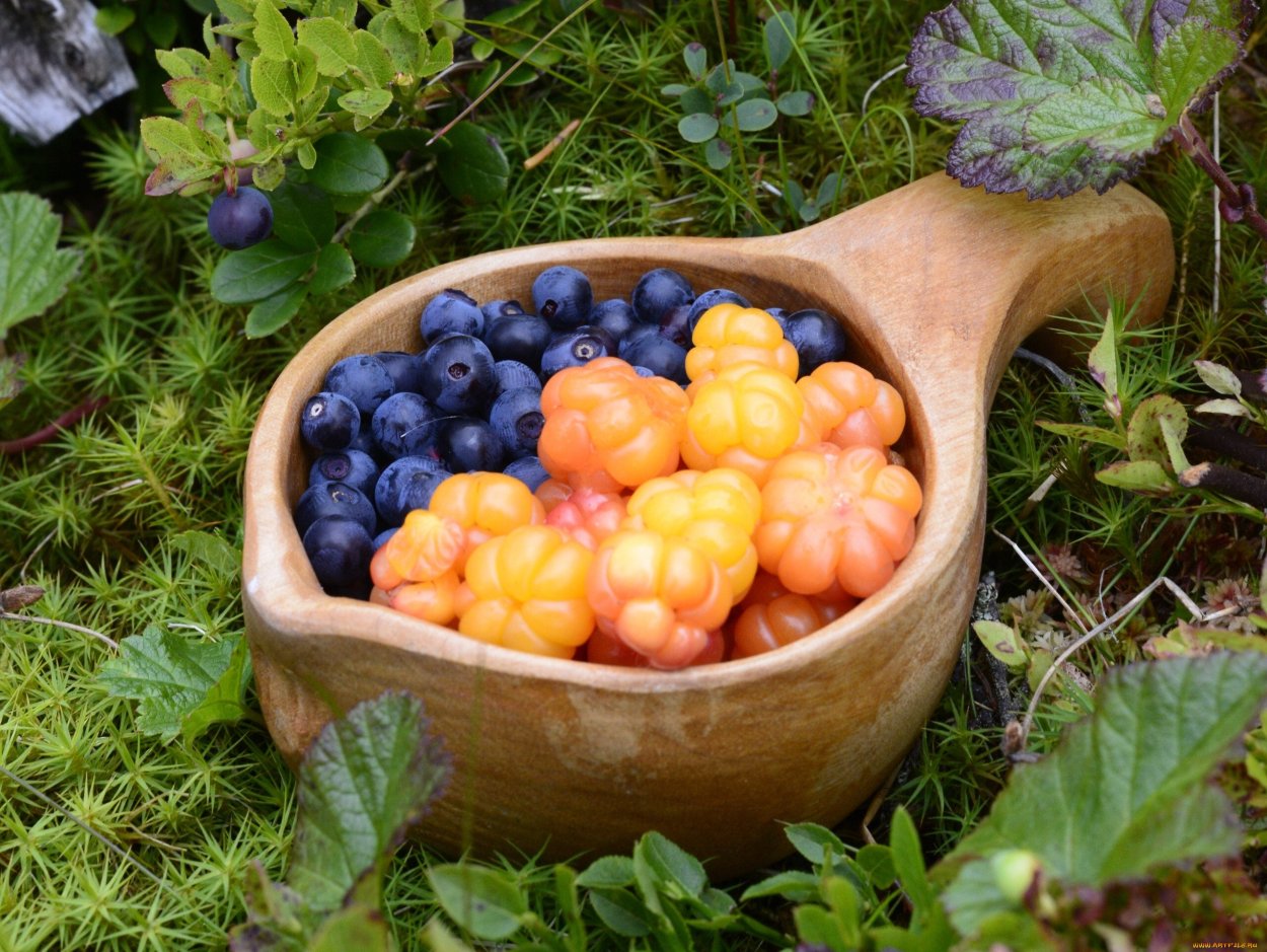 Северная ягода Морошка