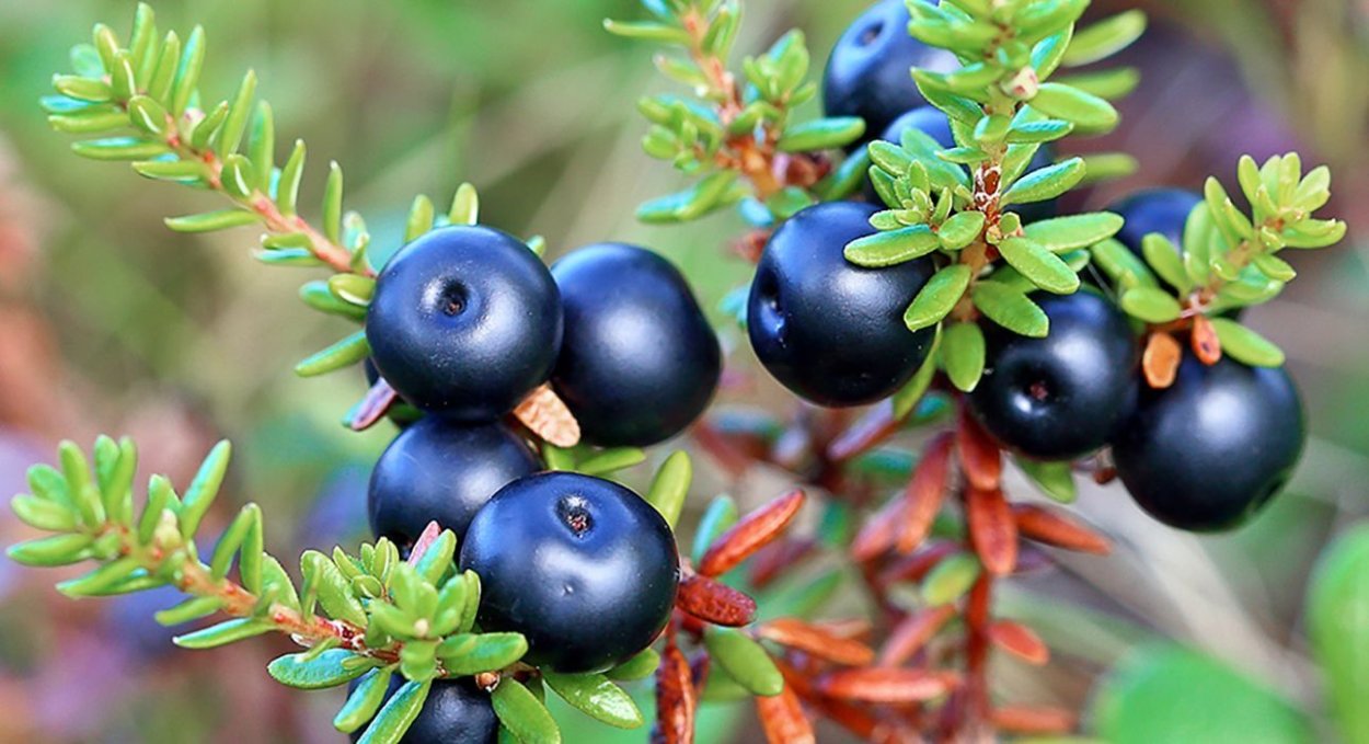 Голубика Ямал