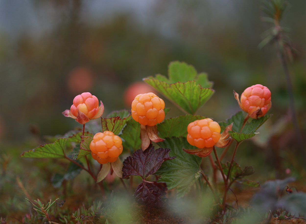 Морошка и черника