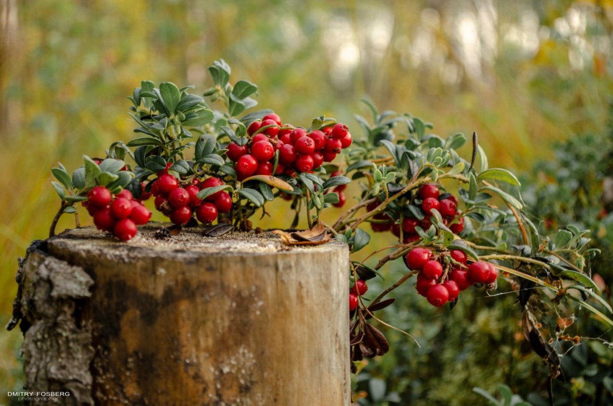 Шведский дерен ягода
