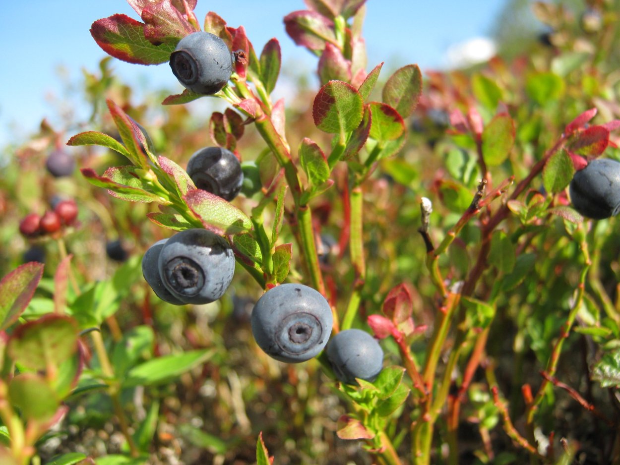 Морошка Неспелая