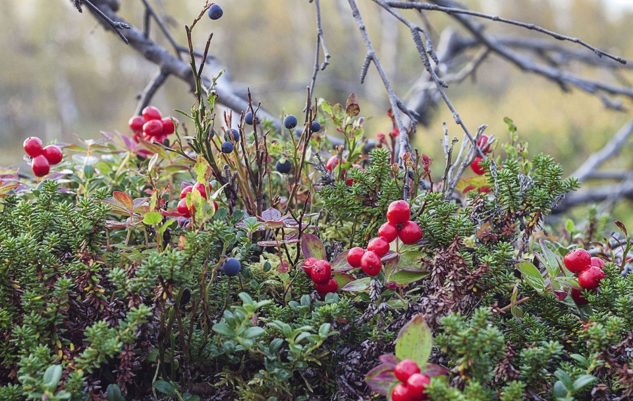 Северная ягода Морошка
