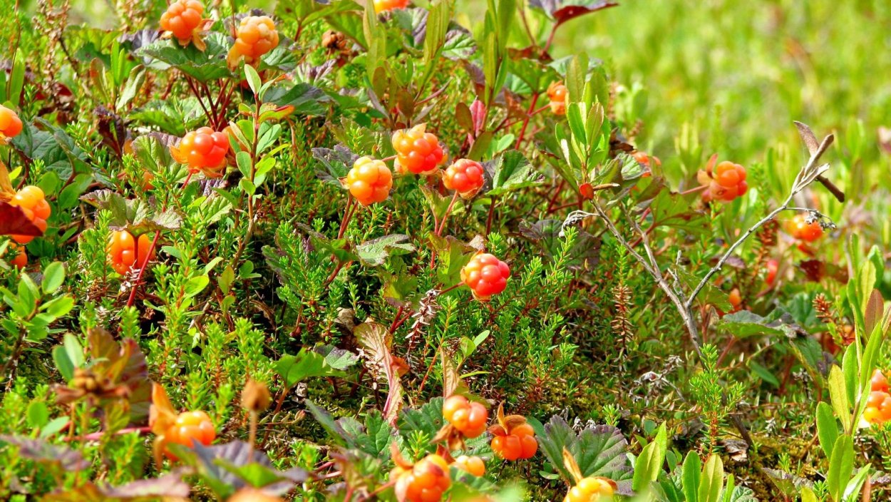 Арктическая Морошка