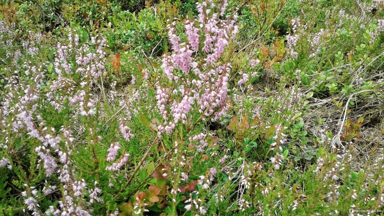 Вереск ягоды