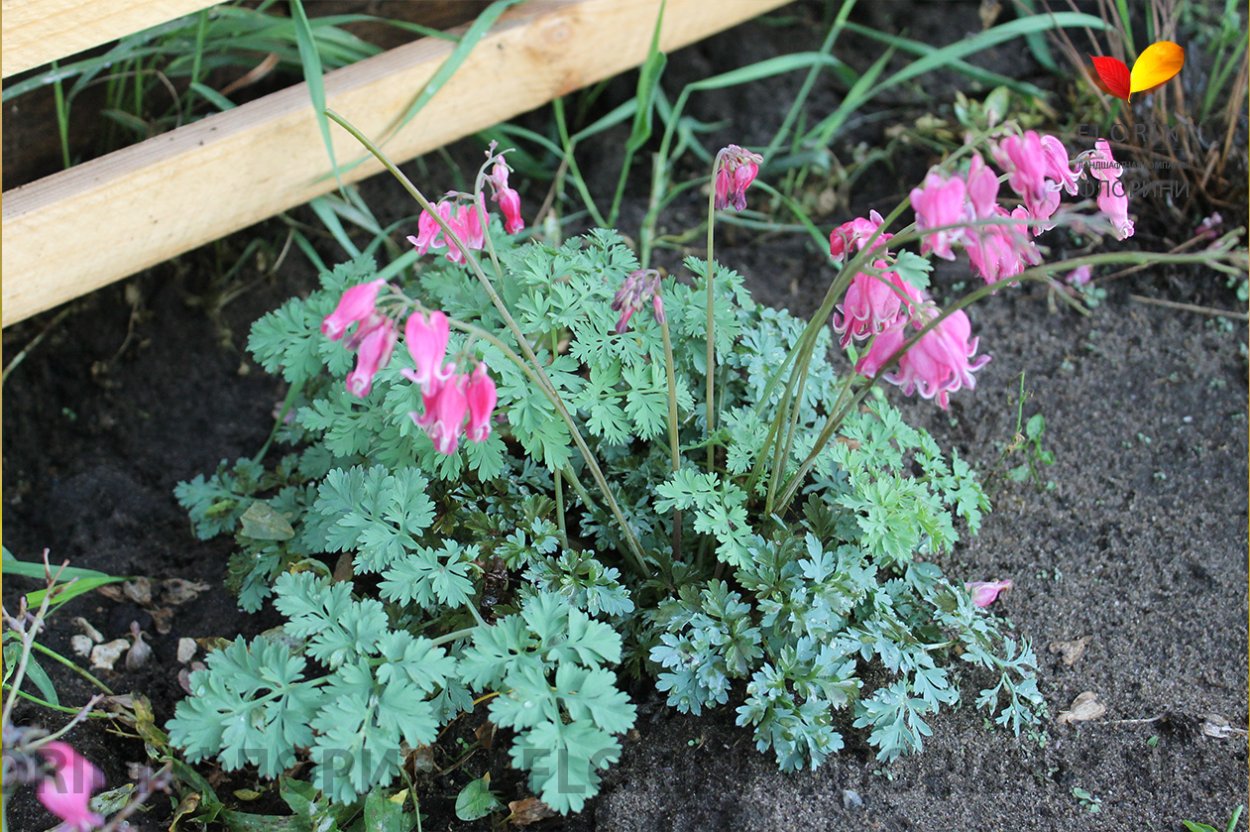 Дицентра карликовая розовая