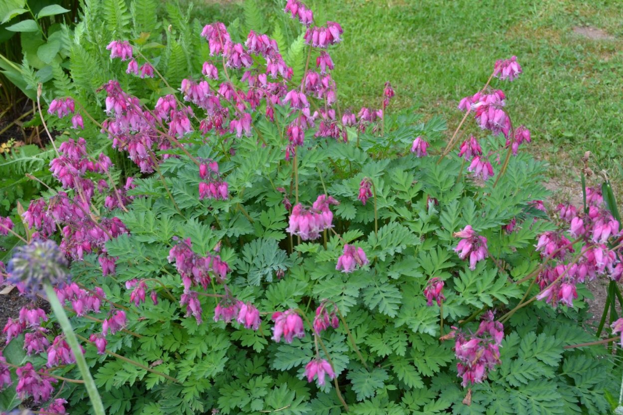 Дицентра канадская