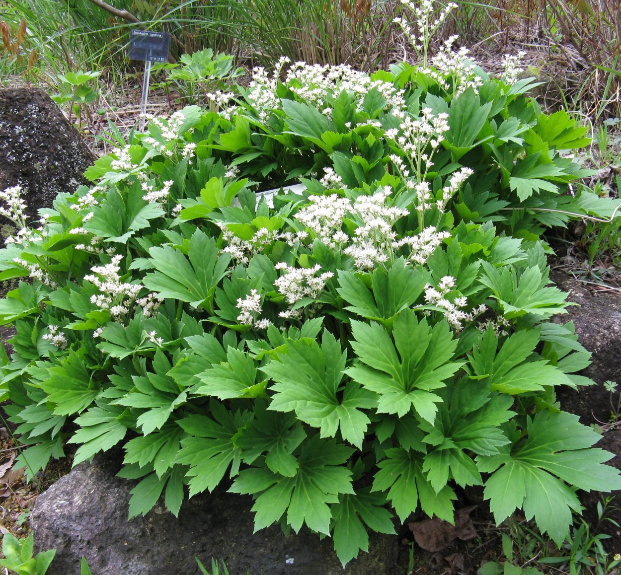 Мукдения Росси Кленолистник