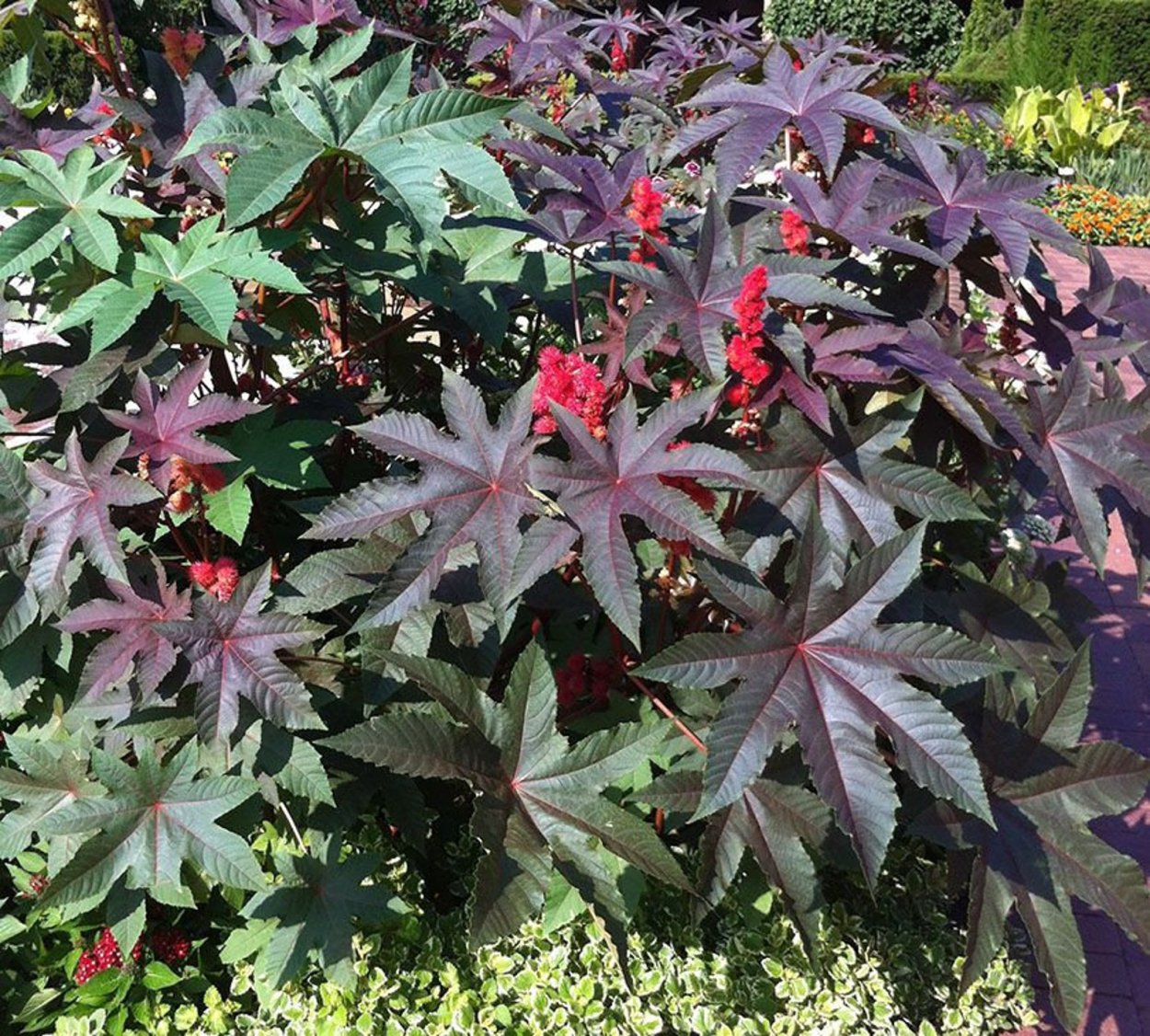 Клещевина обыкновенная (Ricinus communis)
