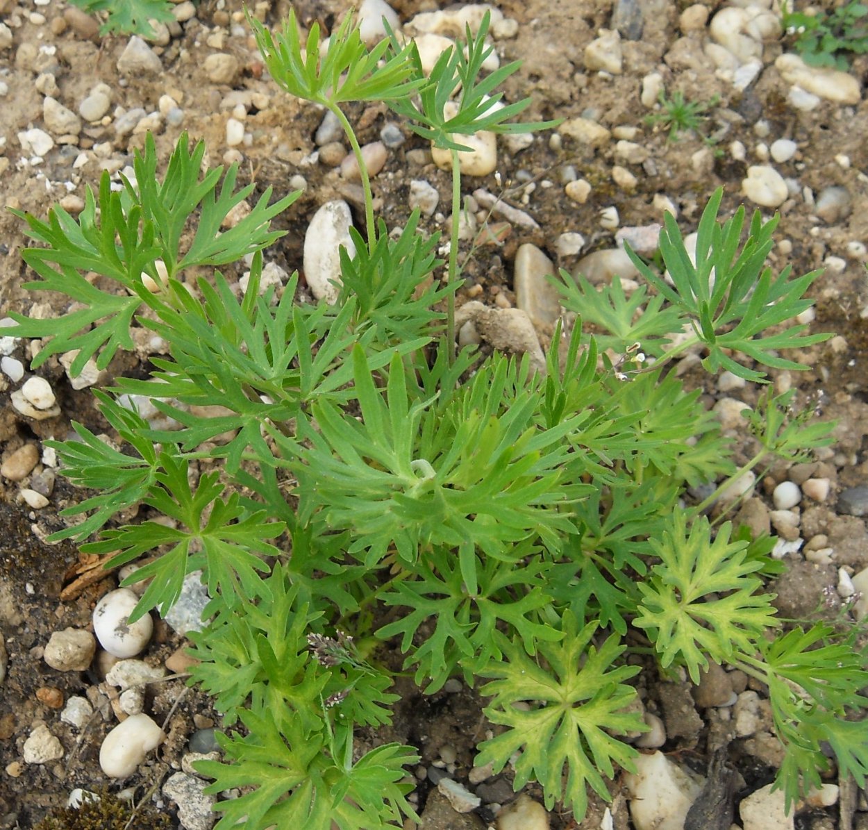 Цветок с резными листьями садовый