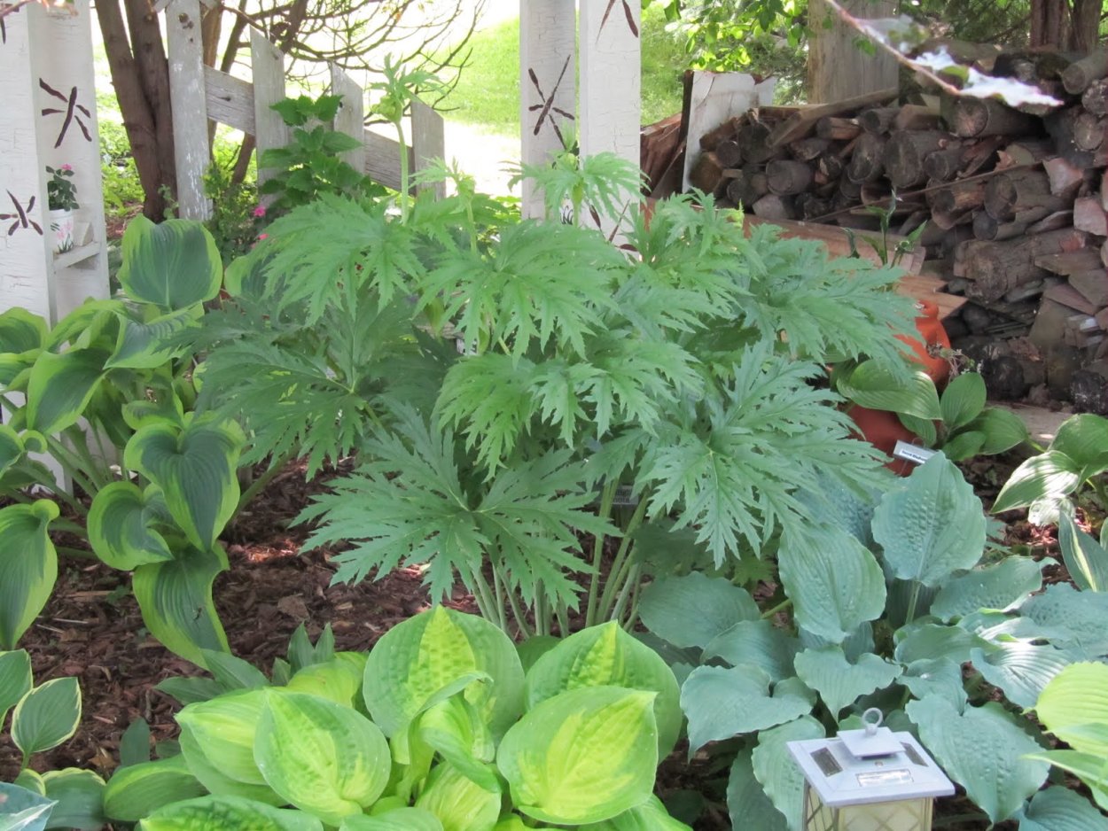 Цветок с резными листьями садовый