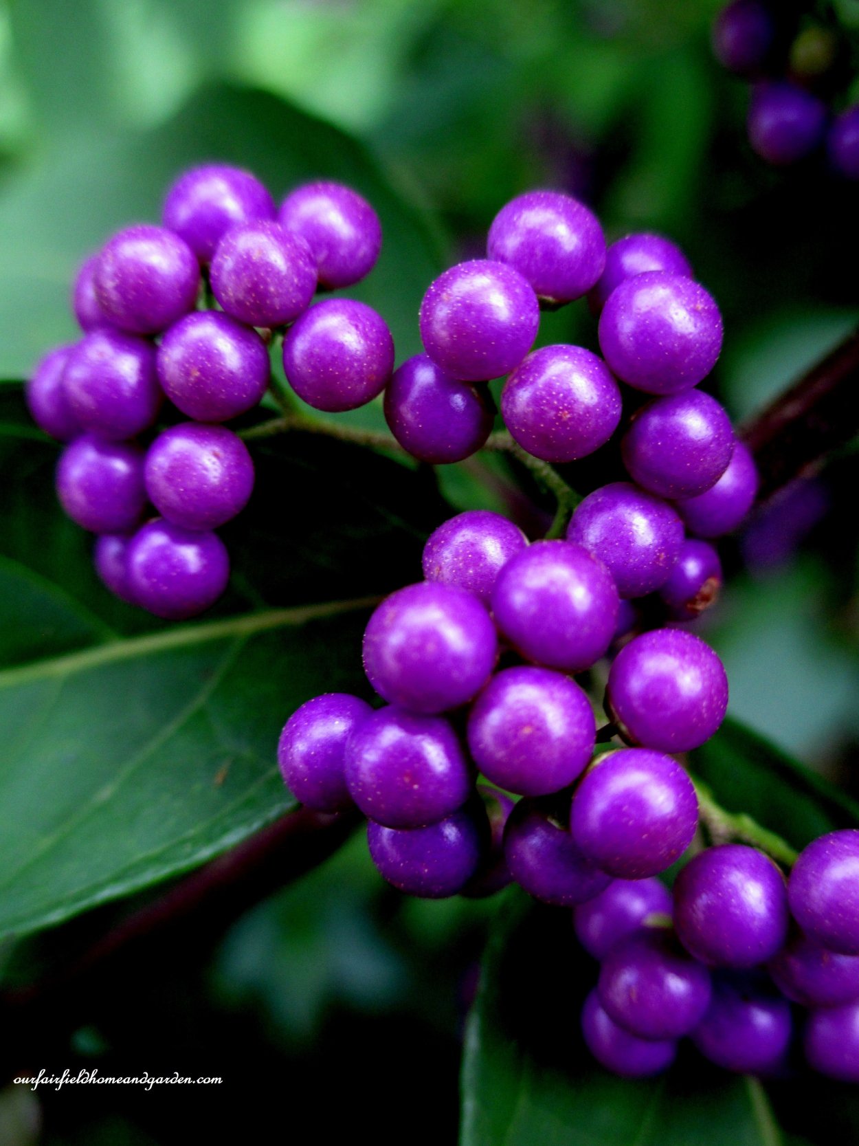 Калликарпа Красивоплодник