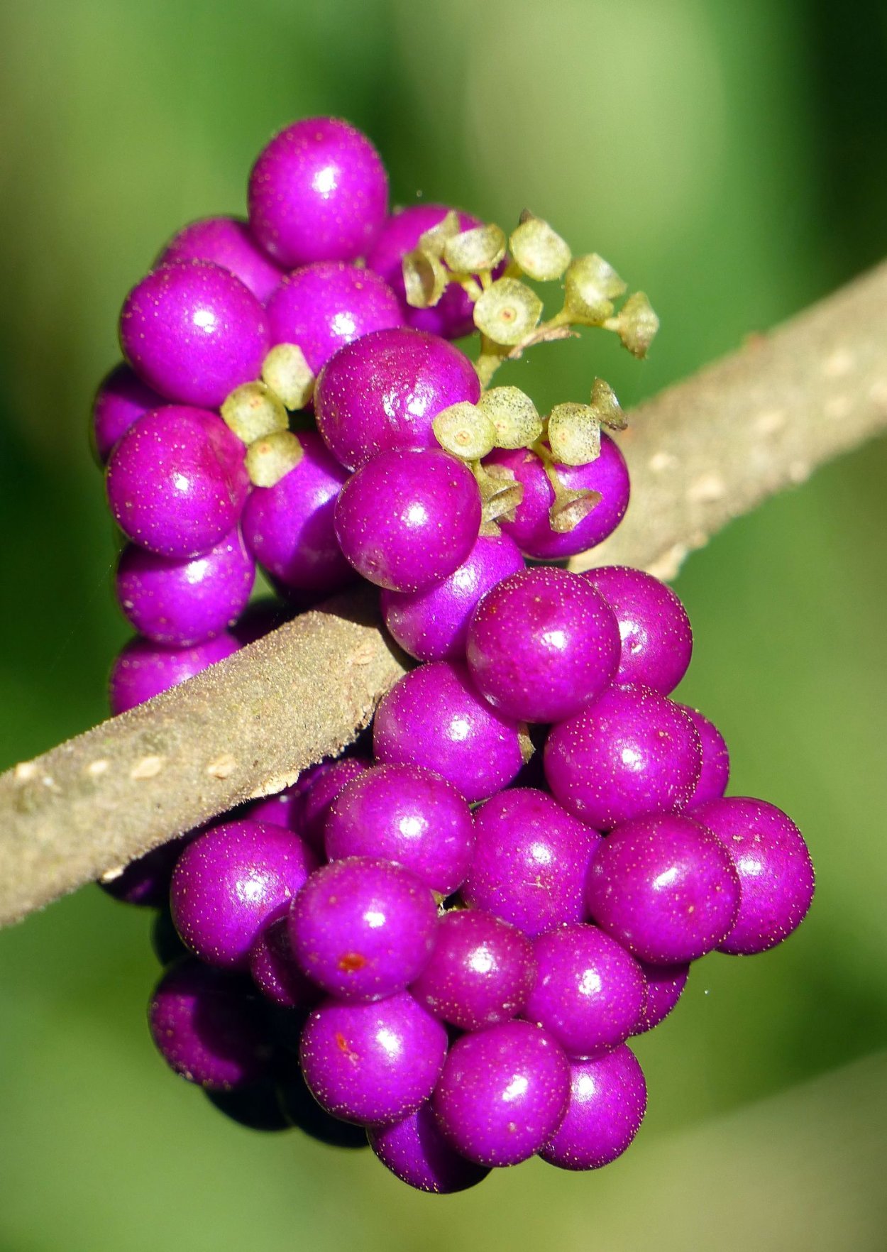 Фиолетовые ягоды