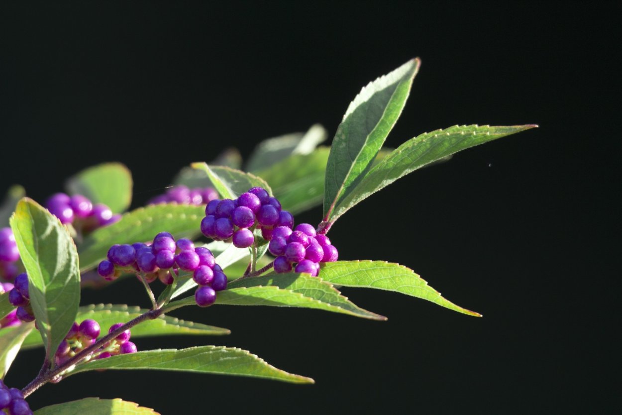 Фиолетовые ягоды