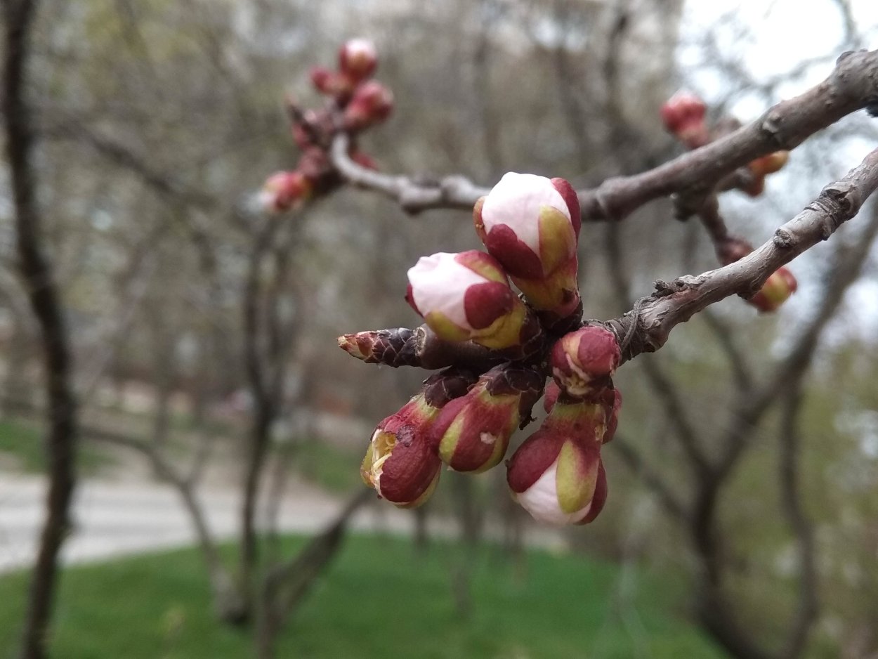 Плодовые почки персика Воронежский