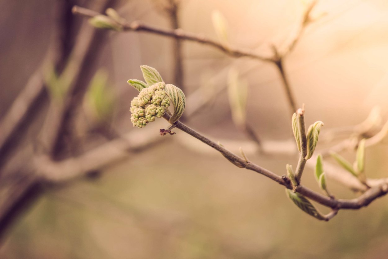 Весна почки распускаются