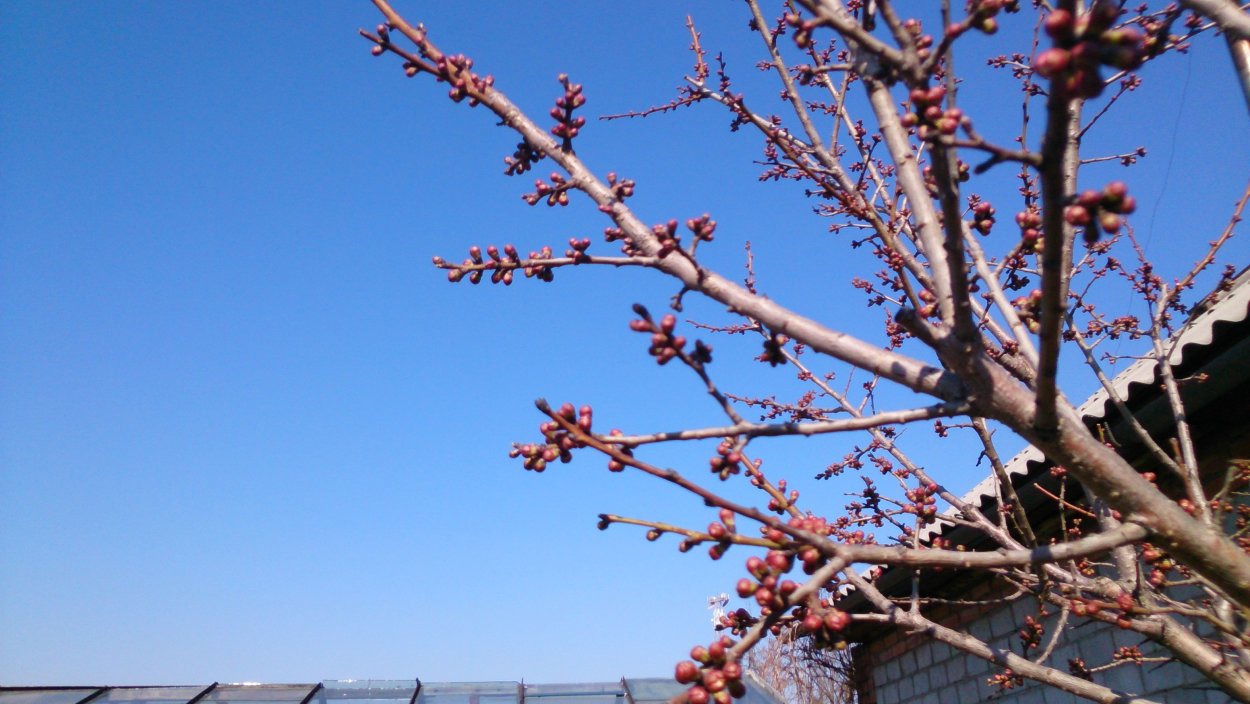 Цветочные почки абрикоса