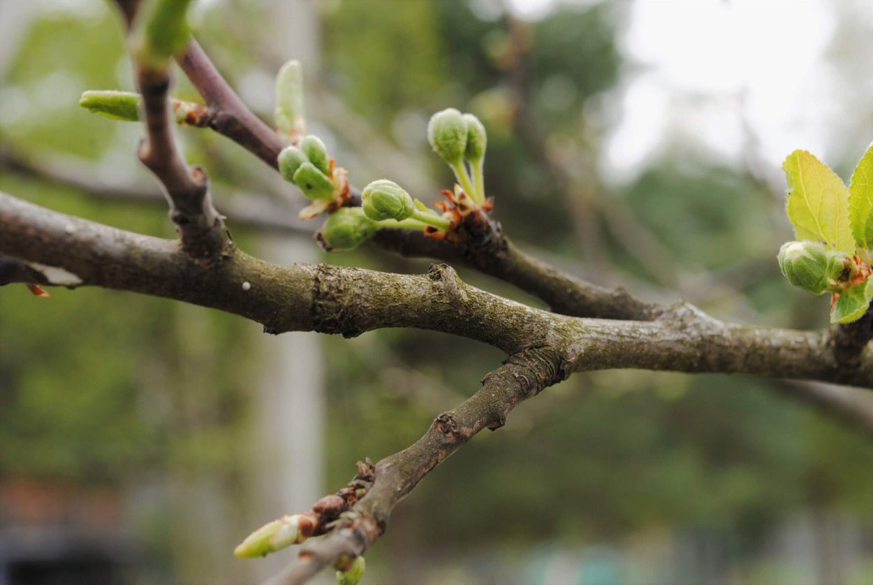 Prunus domestica дерево