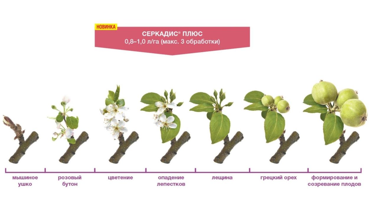 Плодовые почки на абрикосе