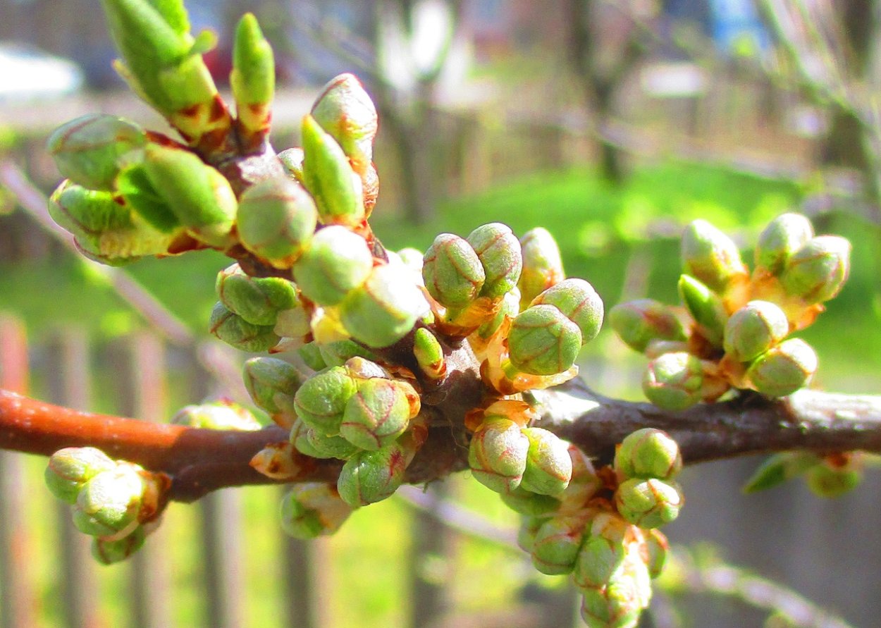 Цветы абрикоса