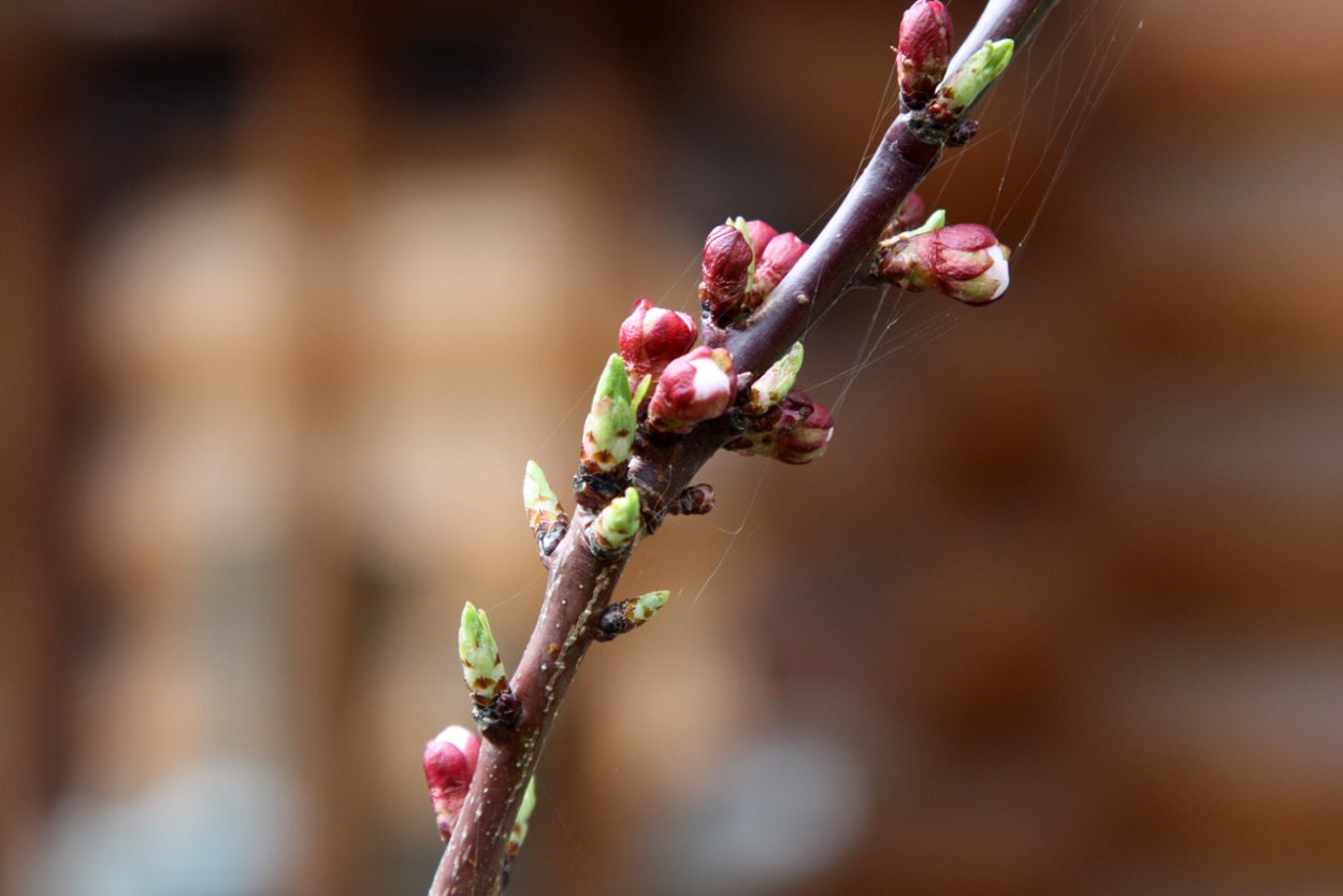 Цветение абрикоса с листьями