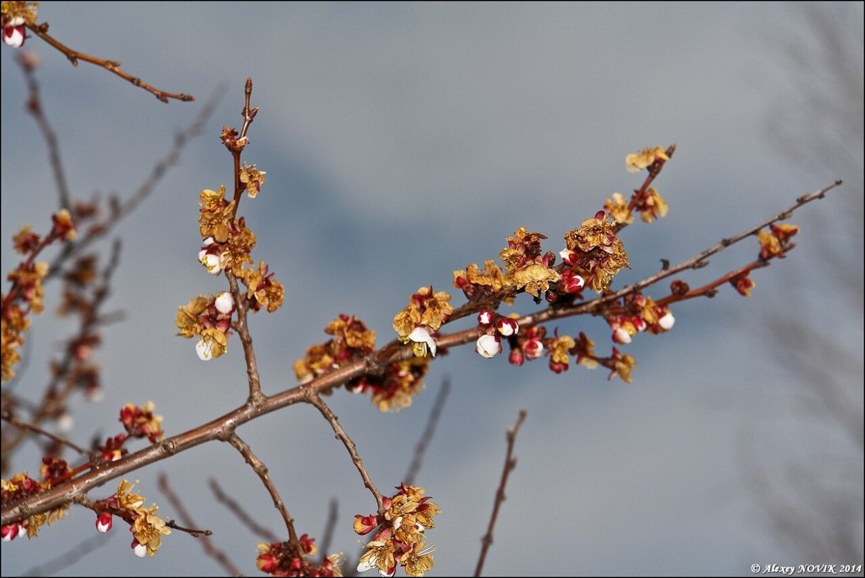 Ветка дерева