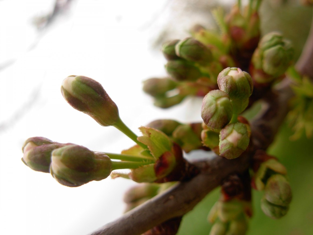 Урюк дерево