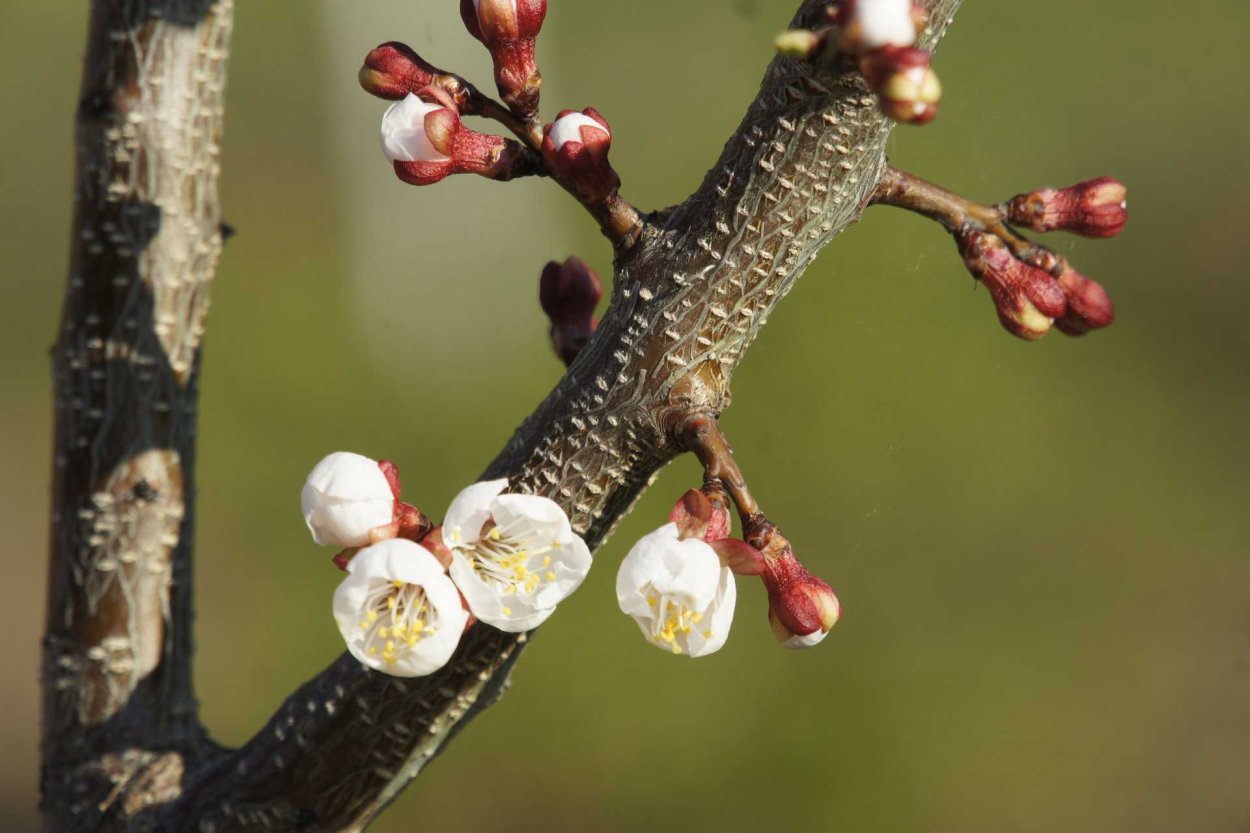 Абрикос Эдельвейс