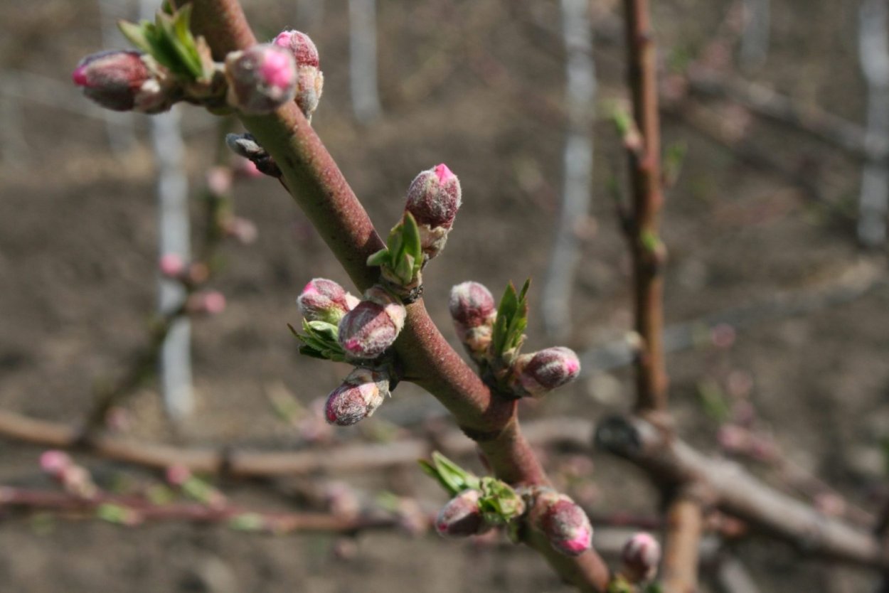 Абрикос Краснощекий цветочные почки