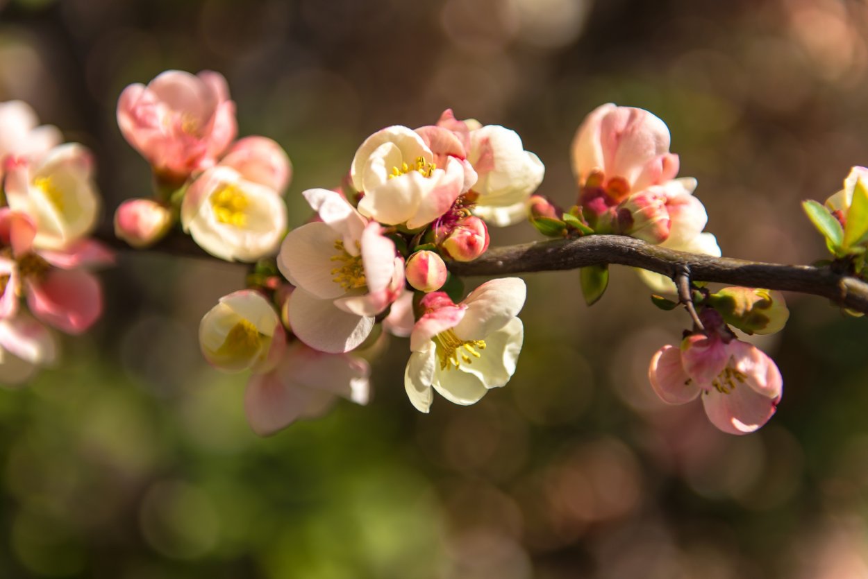 Розовая Сакура